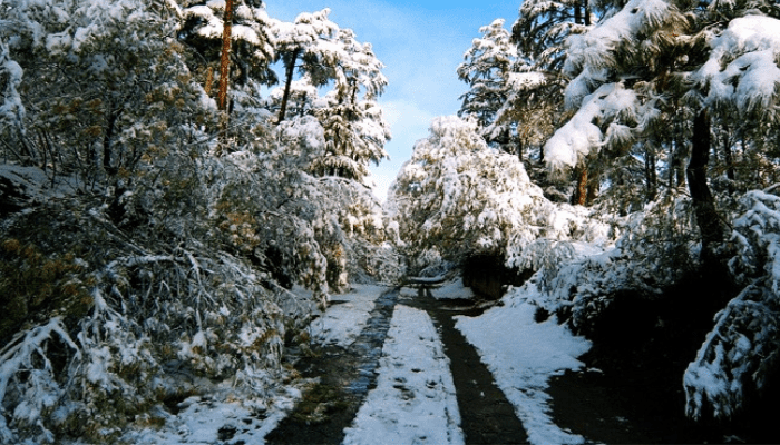 Binsar- www.scrolldose.com